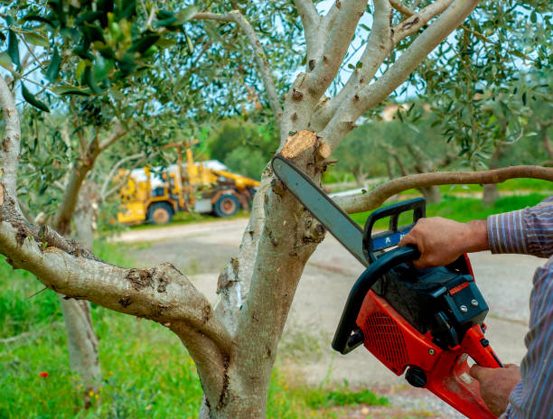 Best Tree Cutting Near Me  in Loudonville, OH